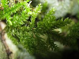 Attēlu rezultāti vaicājumam “Isothecium alopecuroides”