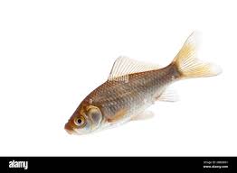 Attēlu rezultāti vaicājumam “Carassius auratus”