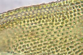 Attēlu rezultāti vaicājumam “Orthotrichum lyellii”