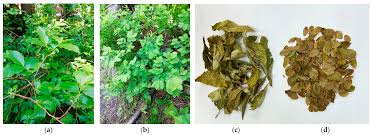 Attēlu rezultāti vaicājumam “Vaccinium myrtillus leaf”