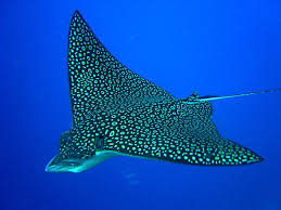 Image result for Aetobatus narinari