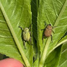 Attēlu rezultāti vaicājumam “Hoplia parvula”