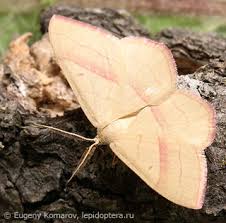 Attēlu rezultāti vaicājumam “Rhodostrophia vibicaria”