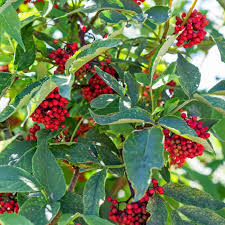 Attēlu rezultāti vaicājumam “Sambucus racemosa fruit”