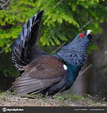 Attēlu rezultāti vaicājumam “Tetrao urogallus male”