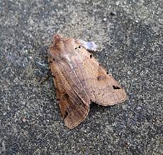 Attēlu rezultāti vaicājumam “Agrochola litura”