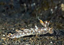 ผลการค้นหารูปภาพสำหรับ Bornella Anguilla