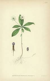 Attēlu rezultāti vaicājumam “Trientalis europaea”