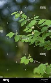 Attēlu rezultāti vaicājumam “Lonicera xylosteum leaf”