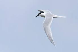 Attēlu rezultāti vaicājumam “Sterna sandvicensis adult”