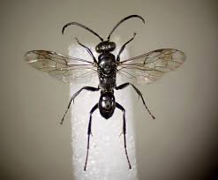 Attēlu rezultāti vaicājumam “Dipogon sp.”