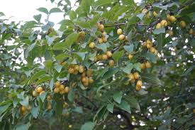 Attēlu rezultāti vaicājumam “Corynephorus canescens fruit”