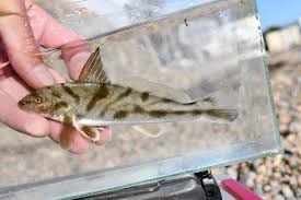 Image result for Menticirrhus saxatilis