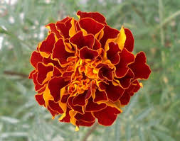 Attēlu rezultāti vaicājumam “Tagetes flower”