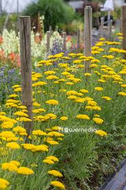 Image result for Achillea filipendulina