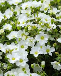 Attēlu rezultāti vaicājumam “Arenaria procera”