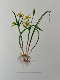 Attēlu rezultāti vaicājumam “Gagea pratensis”