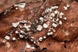 Attēlu rezultāti vaicājumam “Didymium squamulosum spores”