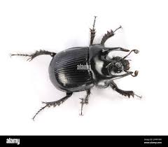 Attēlu rezultāti vaicājumam “Aphodius subterraneus imago”