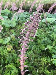 Image result for Petasites officinalis