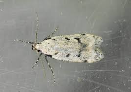 Attēlu rezultāti vaicājumam “Gelechia rhombella”