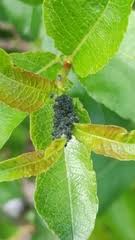 Attēlu rezultāti vaicājumam “Aphis farinosa”