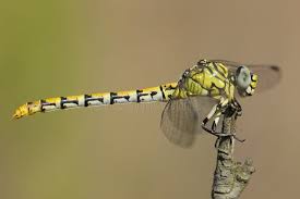 Attēlu rezultāti vaicājumam “Onychogomphus forcipatus”