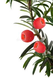 Attēlu rezultāti vaicājumam “Taxus baccata fruit”