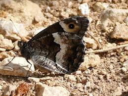Attēlu rezultāti vaicājumam “Hipparchia alcyone underside”