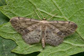 Attēlu rezultāti vaicājumam “Idaea dimidiata”