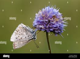 Attēlu rezultāti vaicājumam “Everes argiades”