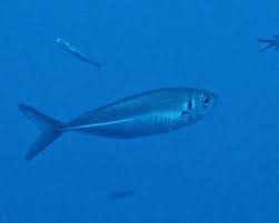 Image result for Trachurus mediterraneus