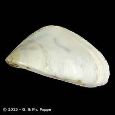 Attēlu rezultāti vaicājumam “Dreissena polymorpha”