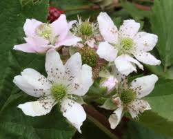 Attēlu rezultāti vaicājumam “Rubus plicatus flower”