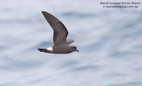 Image result for Oceanodroma castro