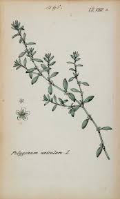 Attēlu rezultāti vaicājumam “Polygonum aviculare”