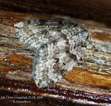 Attēlu rezultāti vaicājumam “Epirrita sp.”