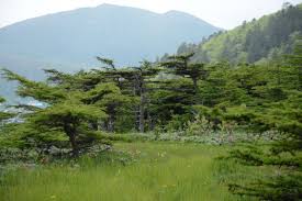 Attēlu rezultāti vaicājumam “Cladopodiella francisci macro”