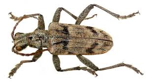 Attēlu rezultāti vaicājumam “Rhagium inquisitor”