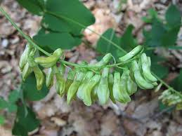 Attēlu rezultāti vaicājumam “Vicia pisiformis”