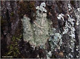 Attēlu rezultāti vaicājumam “Pertusaria albescens”