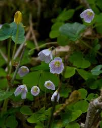Attēlu rezultāti vaicājumam “Oxalis acetosella”