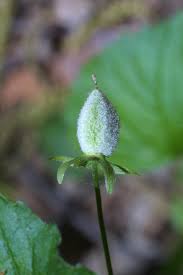 Attēlu rezultāti vaicājumam “Viola uliginosa bud”