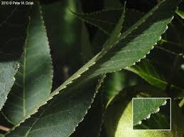 Attēlu rezultāti vaicājumam “Carya ovata leaf”