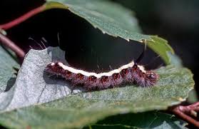 Attēlu rezultāti vaicājumam “Acronicta cuspis”