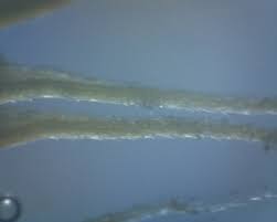 Attēlu rezultāti vaicājumam “Syntrichia ruralis var. ruraliformis”