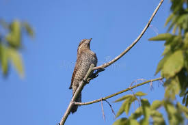 Attēlu rezultāti vaicājumam “Jynx torquilla adult”