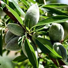 Image result for fresh green almonds