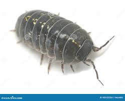 Attēlu rezultāti vaicājumam “Armadillidium pulchellum”