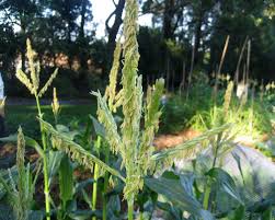 Attēlu rezultāti vaicājumam “Zea mays male flower”